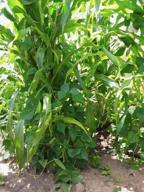 Cherokee Cornfield Pole Snap Bean